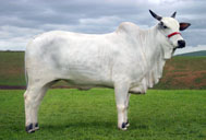 Jarda